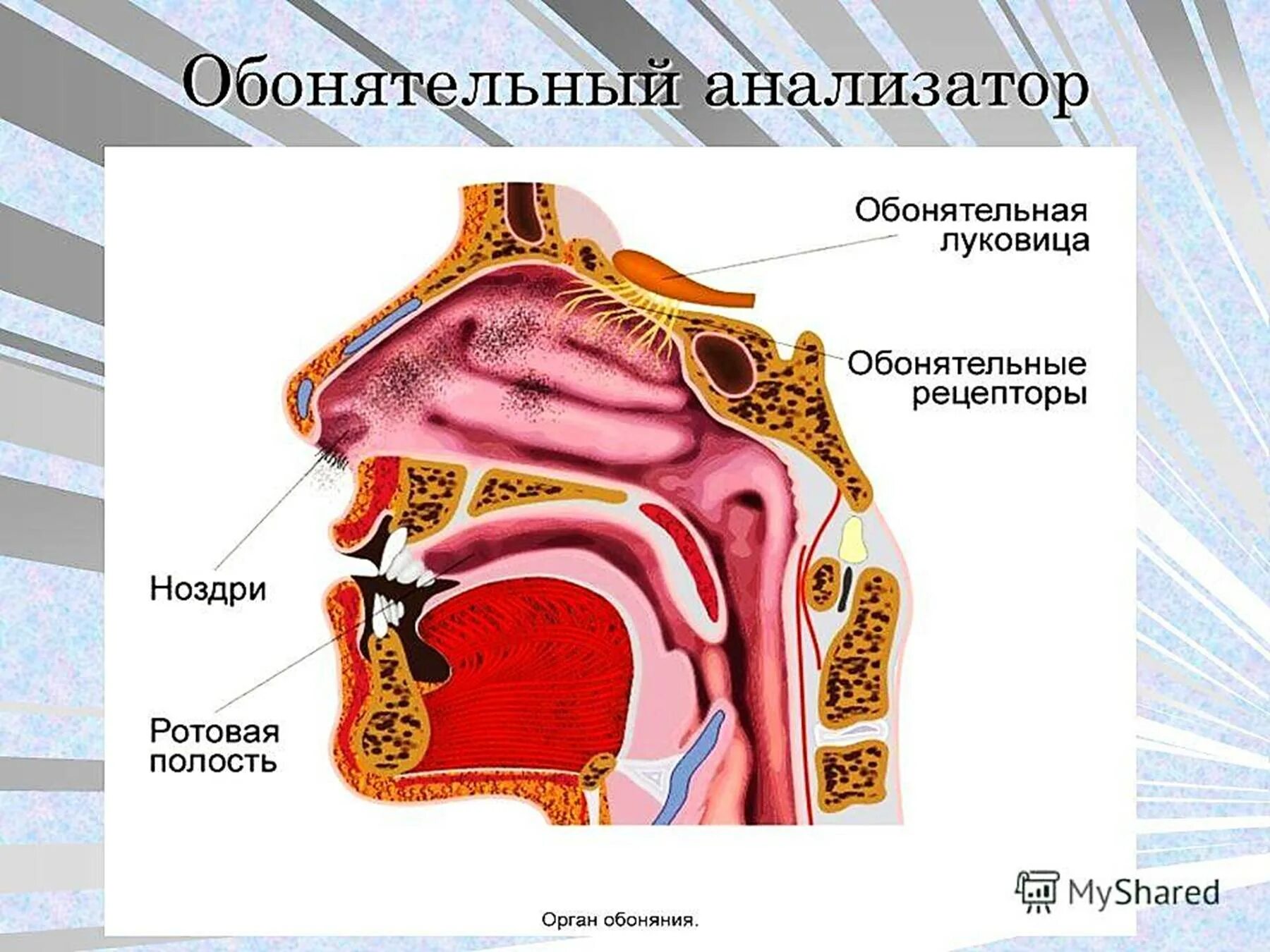 Обонятельный анализатор анатомия. Обонятельный анализатор анатомия схема. Строение проводникового отдела обонятельного анализатора. Обонятельный нерв обонятельный анализатор. Обонятельный анализатор 8 класс