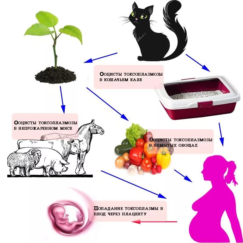 Заболевания передающиеся от кошек. Токсоплазмоз пути заражения человека. Источник заражения токсоплазмозом. Токсоплазмоз у кошек пути заражения. Способы заражения токсоплазмозом.