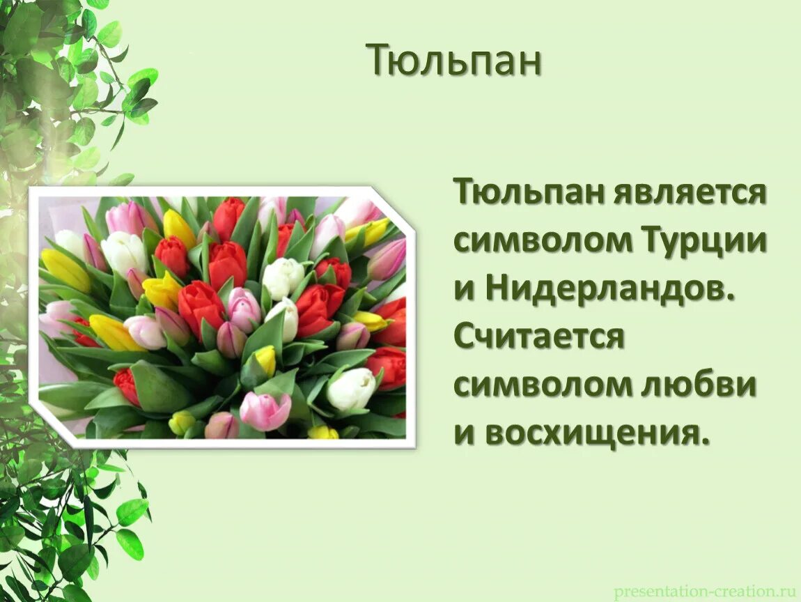 Растения символы разных стран Фитостудия-63.ру