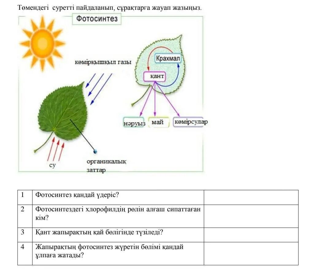 Задания по теме фотосинтез 6 класс. Фотосинтез. Фотосинтез схема. Схема процесса фотосинтеза. Фотосинтез схема без подписей.
