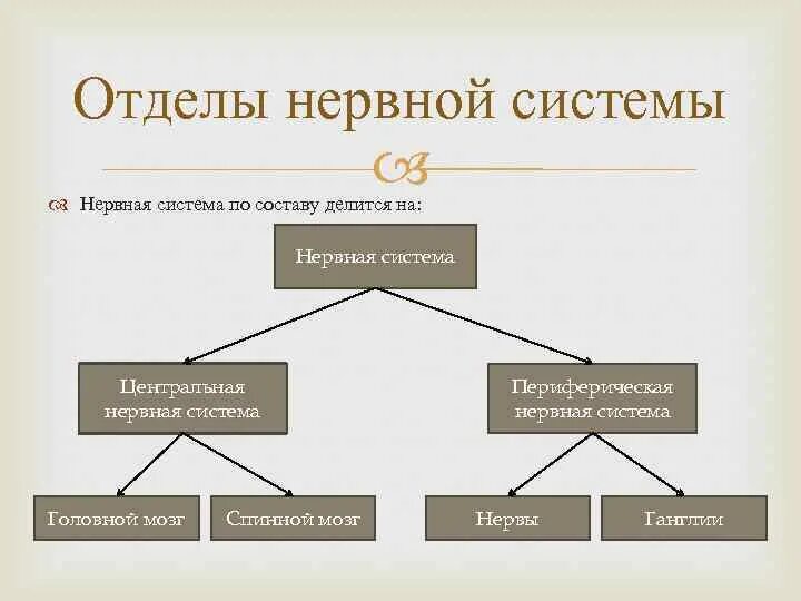 Отделы нервной системы. Отделы нервной системы собаки. Периферический отдел нервной системы собаки. Нервная система делится на. Нервная система делится на центральную и