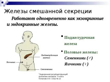Половая железа внутренняя секреция