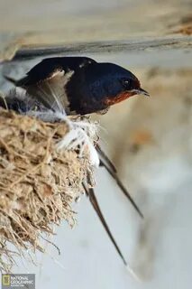 Орыс жас қайын ене мен күйеу бала секс