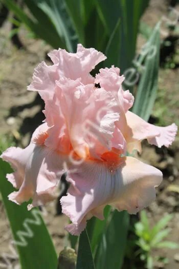 Iris 1 16 1