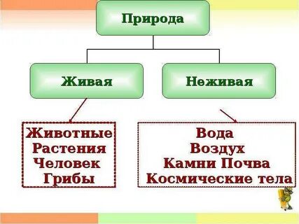 Живая и неживая природа видеоурок 5 класс