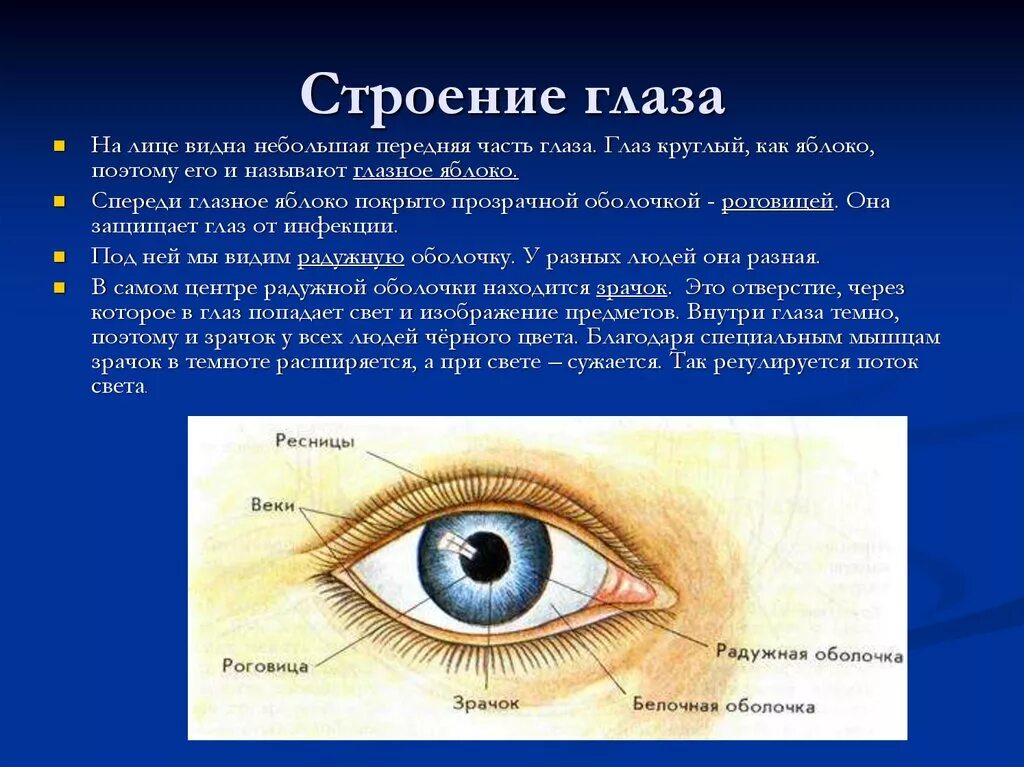 Определение глазки. Белок зрачок строение глаза. Строение глаза человека кратко. Строение зрачка глаза человека. Роговица радужка зрачок строение.