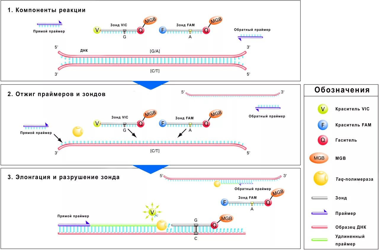Тест реального времени. . Полимеразная цепная реакция (ПЦР). Этапы. Схема полимеразной цепной реакции. Этапы ПЦР праймер. ПЦР амплификация схема.