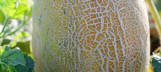 Семена дыни алтын. Дыня алтын. Дыня алтын. Дыня дакара f1. Дыня алтын f1 1000се.