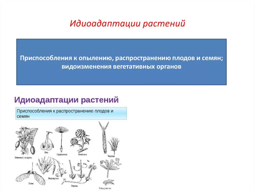 Идиоадаптация у растений. Идиоадаптация голосеменных. Идиоадаптация примеры. Идиоадаптации цветковых растений.