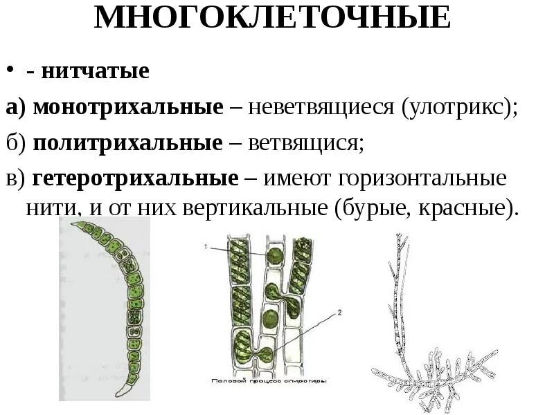 К какому отделу относится улотрикс. Систематика водоросли улотрикс. нитчатые зеленые водоросли улотрикс. строение многоклеточных водорослей. ламинария многоклеточная нитчатая.