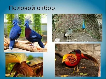 Половый отбор