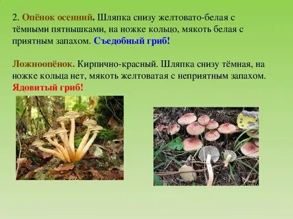 Опенок осенний тип питания