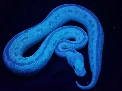 Python frozen