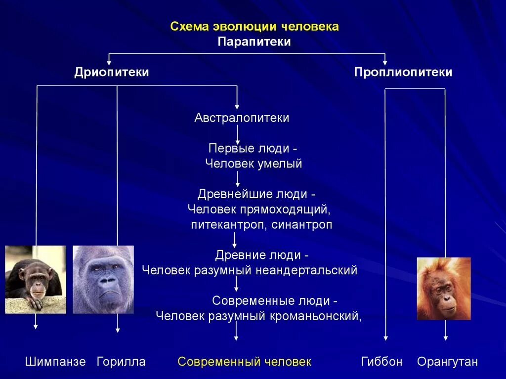 Основные этапы эволюции человека дриопитек. Этапы антропогенеза дриопитеки. Схема развития человека. Схема эволюции человека. Этапы эволюции человека австралопитек