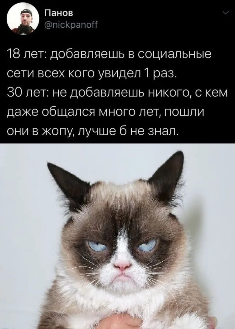 Прибавь коте