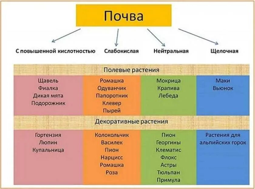 Какую почву любят растения