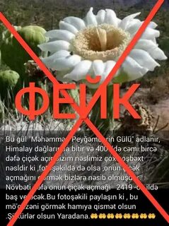 Цветок пророка мухаммад