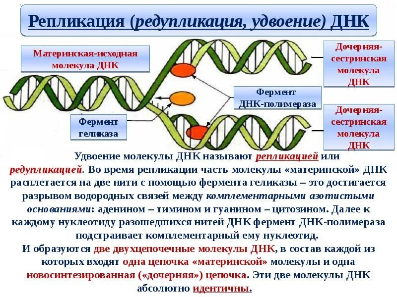 Вирусная рнк имеет последовательность нуклеотидов. Ферменты редупликации ДНК. ДНК полимераза репликация ДНК. Репликация удвоение ДНК фаза. Репликация ДНК схематично.
