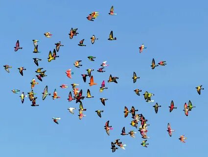 Много птиц в небе (60 фото) .