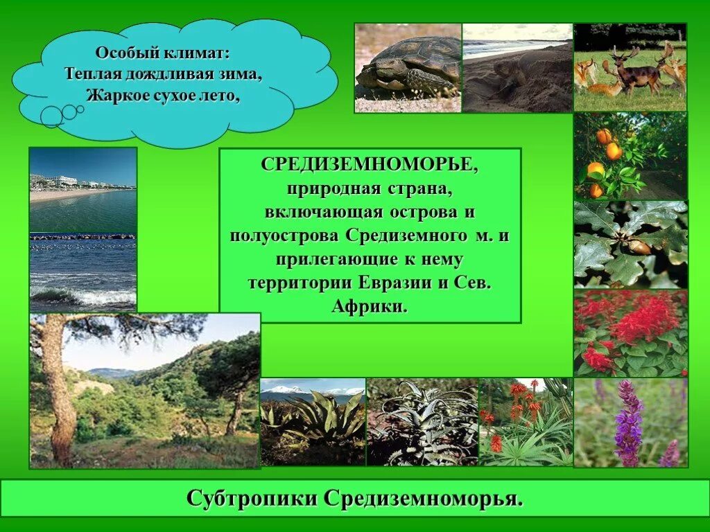 Природные зоны субтропического климатического пояса. Природные зоны Евразии Средиземноморский. Растения средиземноморского климата. Растения субтропиков. Природные зоны в средиземноморском поясе Евразии.