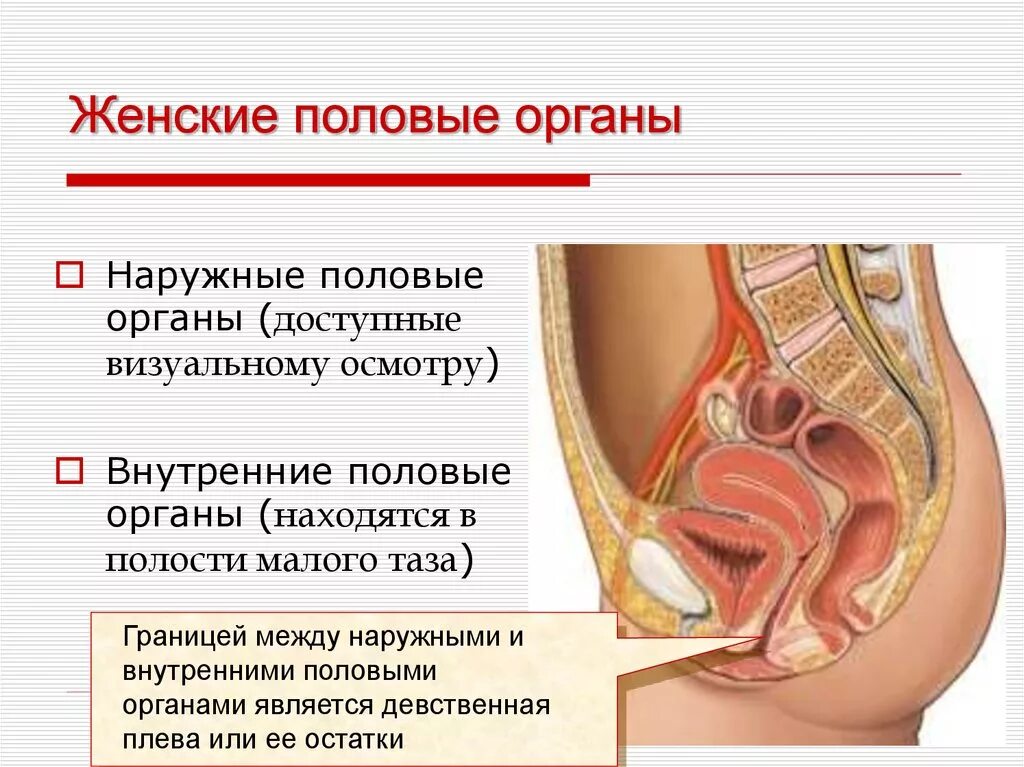 Самые возбуждающие точки. Строение женской репродуктивной системы наружные. Где находится девичья. Ищу девушку. Возбуждающие точки на теле женщины.