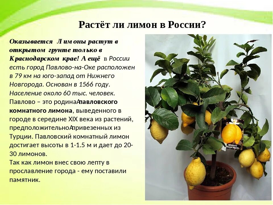 Сколько лимонов можно есть