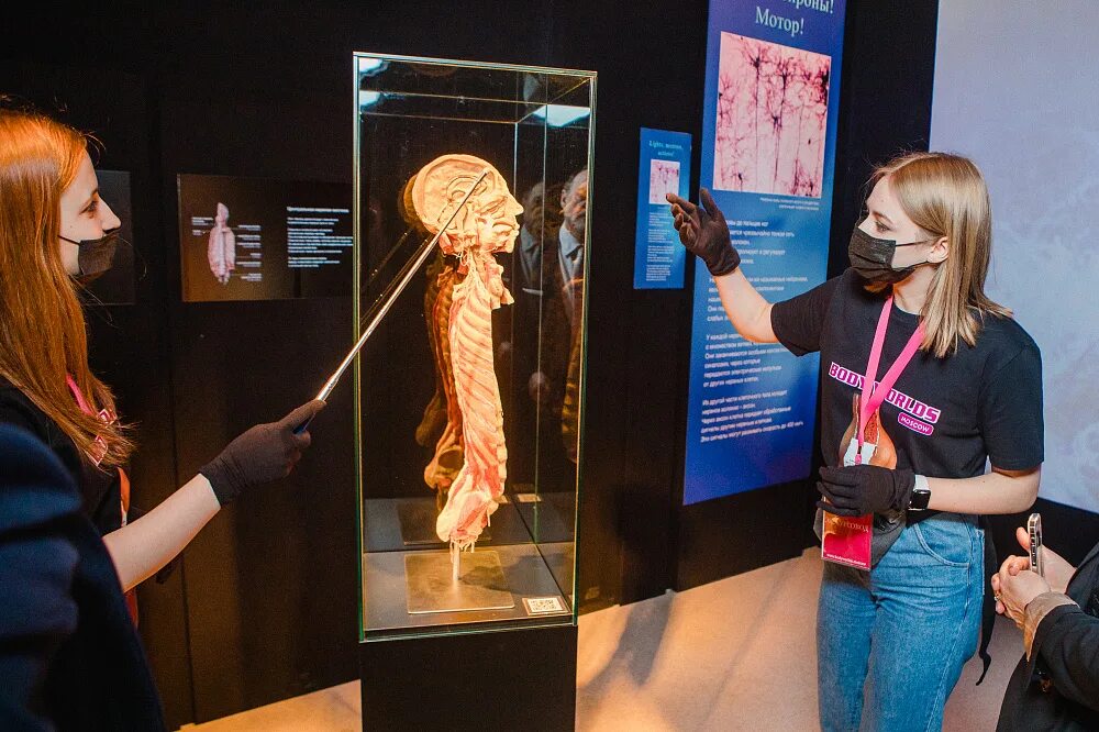 Когда закончится выставка на вднх. Выставка мир тела вднх 2025. выставка body worlds москва 2025.