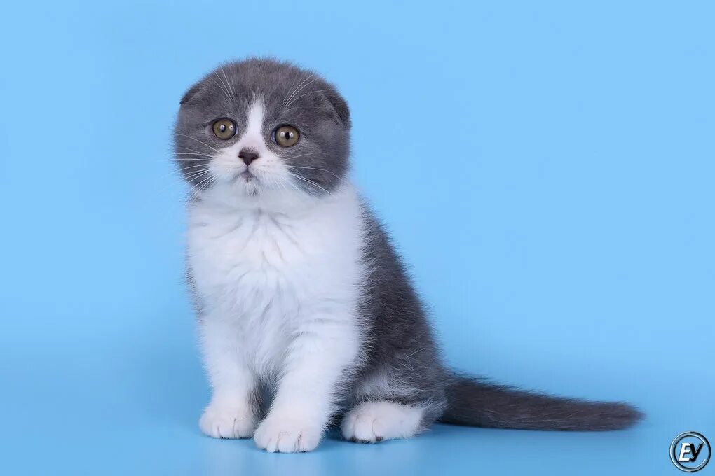 Шотландская вислоухая кошка серая. Шотландские кошка серо белая. Шотландские кошка серо белая. Шотландский скоттиш фолд биколор. Шотландский вислоухий кот белый.