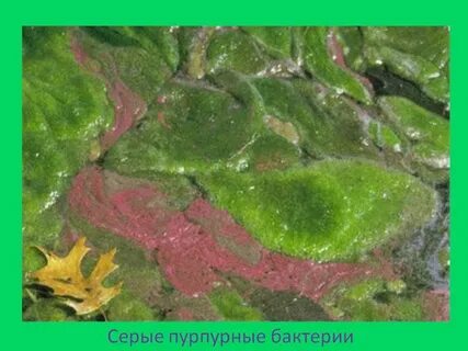Сера зеленый