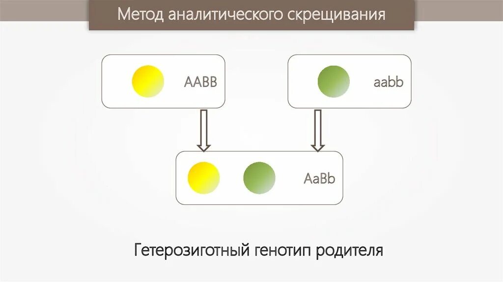 21 генотип. Методы исследования наследственности фенотип и генотип. Презентация методы исследования наследственности фенотип и генотип. Методы исследования наследственности фенотип и генотип чистые линии. Методы исследования наследственности фенотип и генотип конспект.