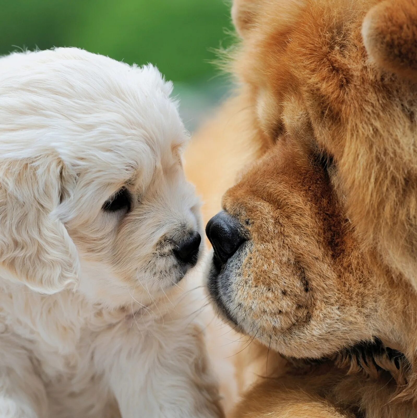 Животные. Милые домашние животные. Кошки и собаки. Красивые животные. Для детей.