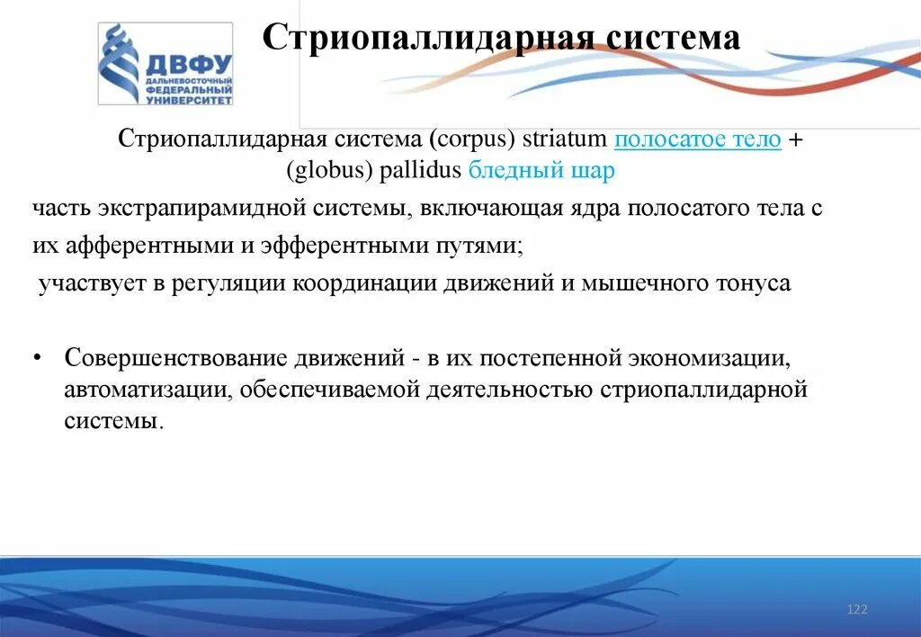 Функциональные взаимоотношения между ядрами стриопаллидарной системы. Функциональные взаимоотношения между ядрами стриопаллидарной системы. Стрияполитарная система. Стрио-паллидарная система. Функциональные взаимоотношения между ядрами стриопаллидарной системы.