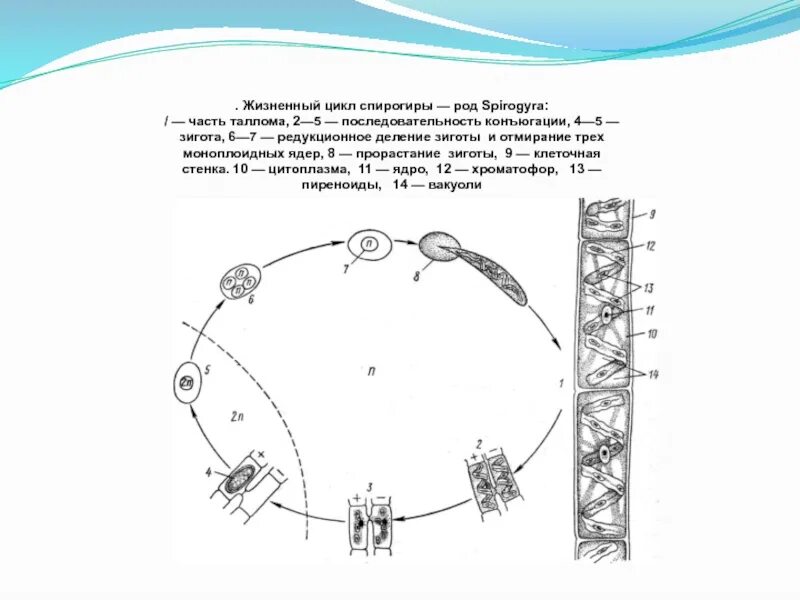 Спирогира развитие. Жизненный цикл спирогиры схема. Цикл развития спирогиры. Схема цикла спирогиры. Конъюгация спирогиры схема.