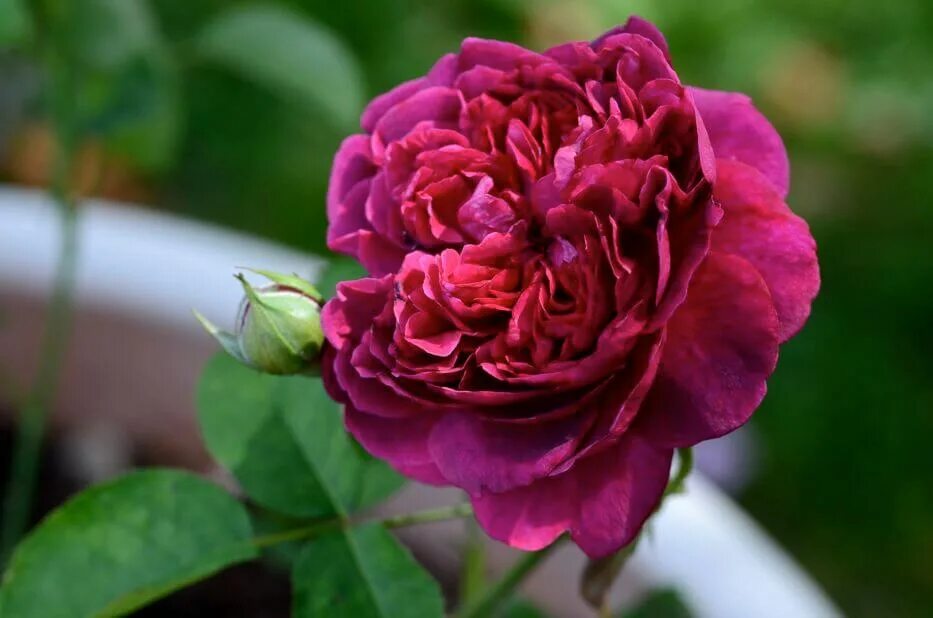 роза парковая вильям шекспир. роза вильям шекспир. Rosa william shakespeare 2000. роза остина вильям шекспир 2000. роза парковая вильям шекспир.