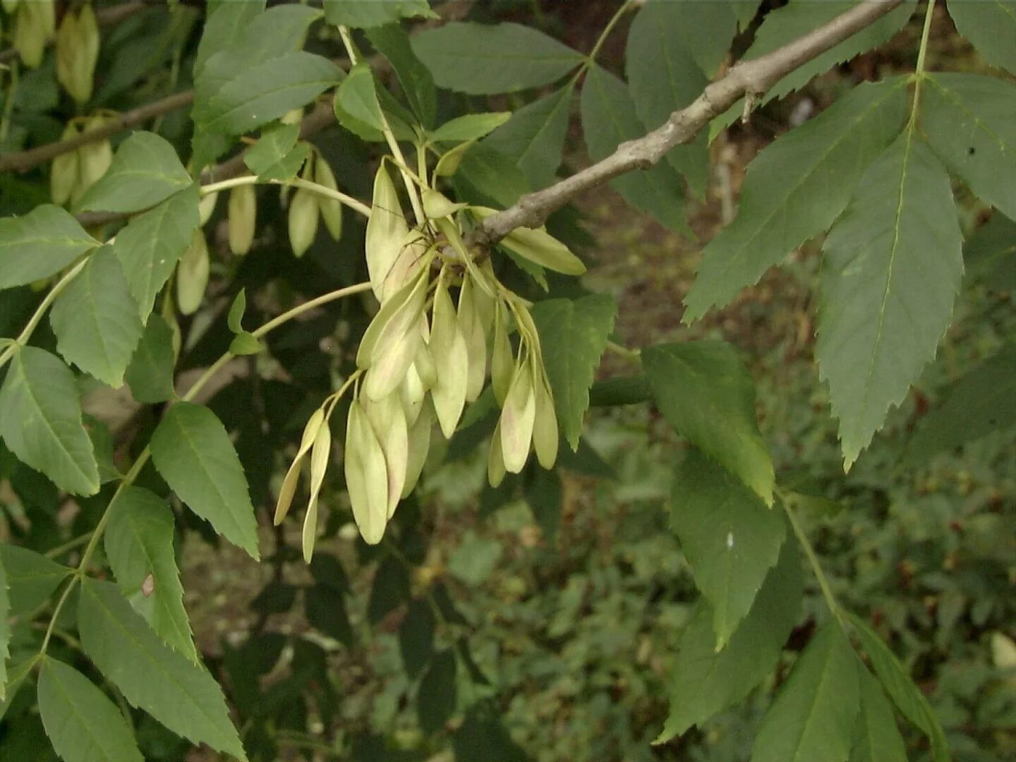 Листья ясеня. Ясень узколистный. Узколистный ясень (Fraxinus angustifolia). Ясень обыкновенный Крылатки. Ясень плоды Крылатки.