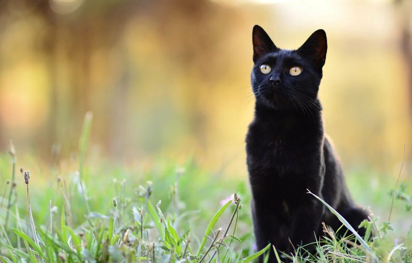 Черные коты. Красивый черный кот. Кошечка черная. Красивая черная кошка. Черная кошка россия