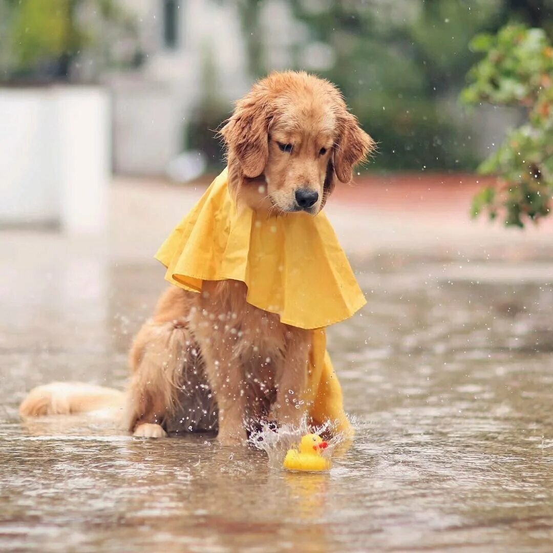 Rain animals. Собака под дождем. Животные под дождем. Щенок под дождем. Собачка в луже.