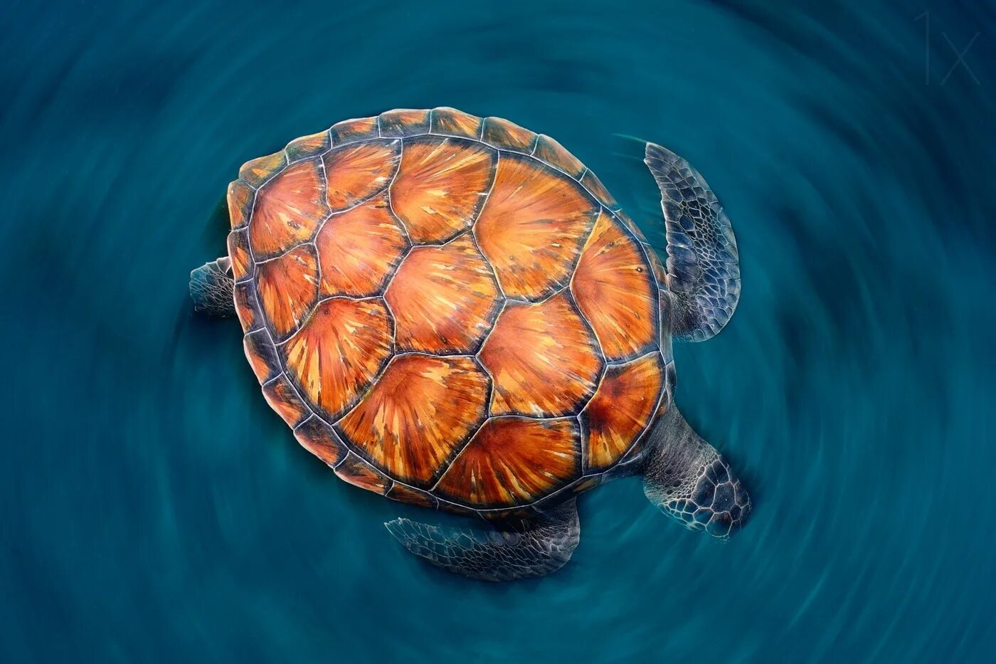 Turtle screen