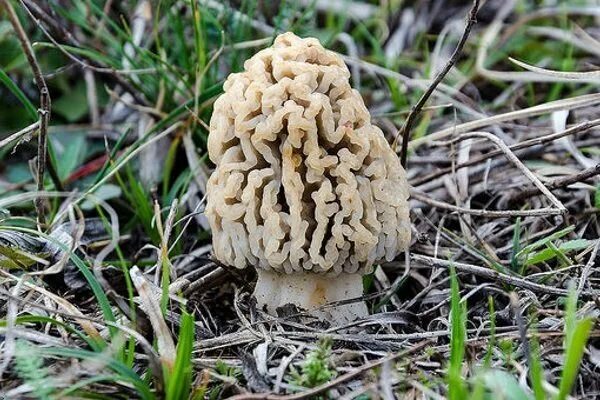 Сморчок степной. Степной сморчок Morchella steppicola. Сморчок полевой. Степной сморчок в Ростовской области в красной. Сушёные сморчки степные.