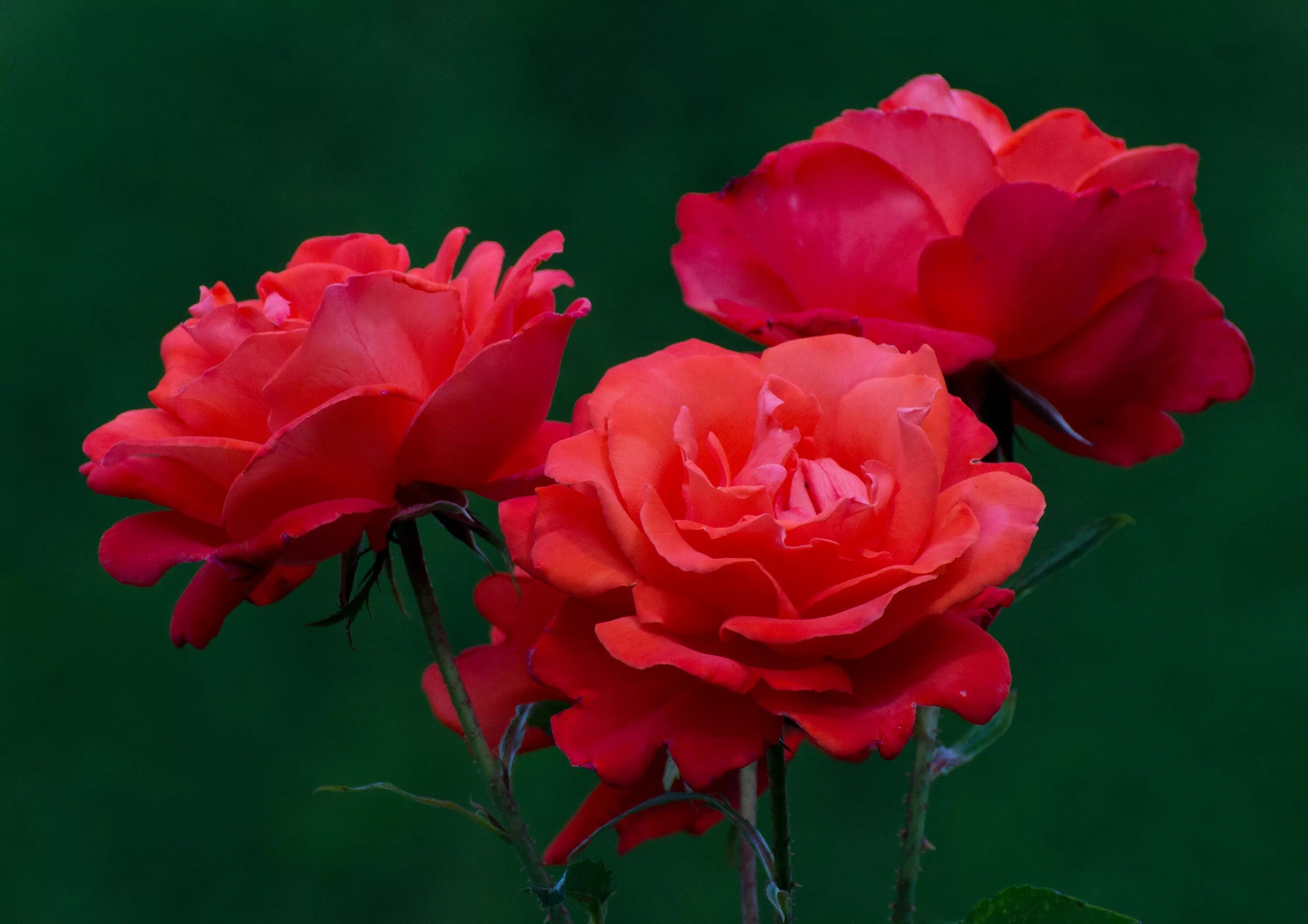 Розы 3 цветка. Три красные крупные розы. Три розочки. Цветок с тремя цветками.