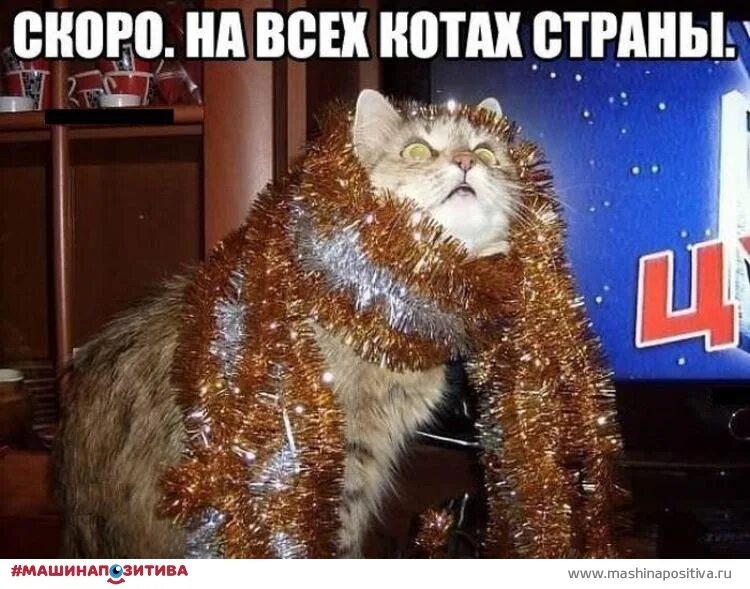 Мемы про новый год с котами 24 декабря отмечается День украшения елки. А вы уже поставили и украсили её Каж
