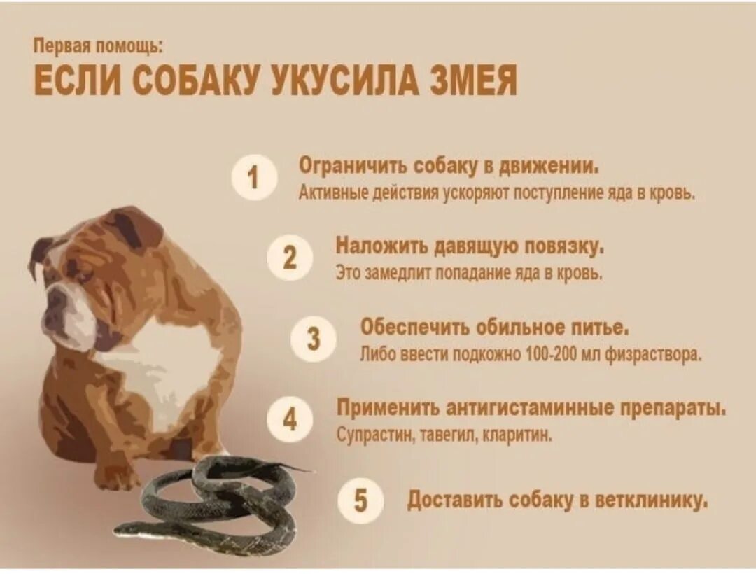 Первые симптомы укуса собаки. Если собаку укусила змея. Помощь собаке при укусе змеи. Собаку укусила змея что делать. Что делать при укусе змеи собаки.