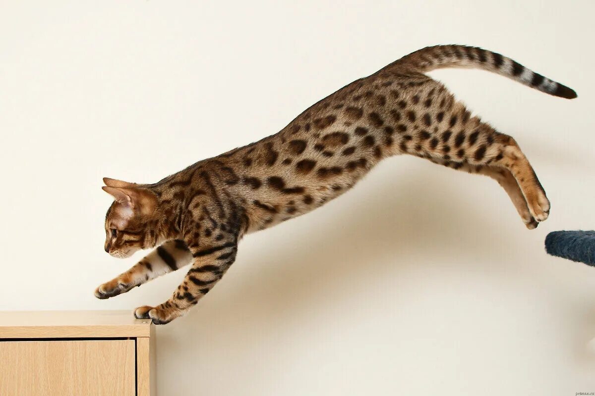 Кошка в прыжке. Бенгальский кот. Бенгальские кошки прыгучие. Бенгальская кошка a1. Бенгальский кот фото.