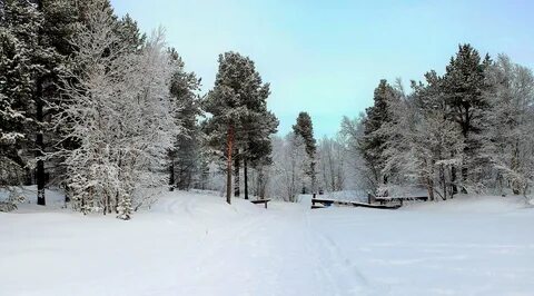Зима лесная опушка
