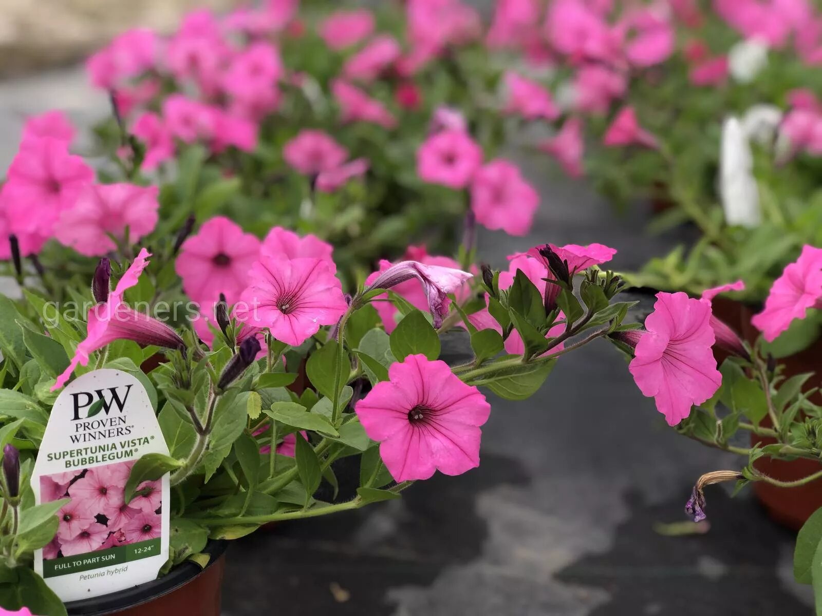 Петуния mini vista violet. Петуния littletunia pink vein. Петуния супертуния плам вейн. Петуния виста виолет. Петуния supertunia mini vista pink star.