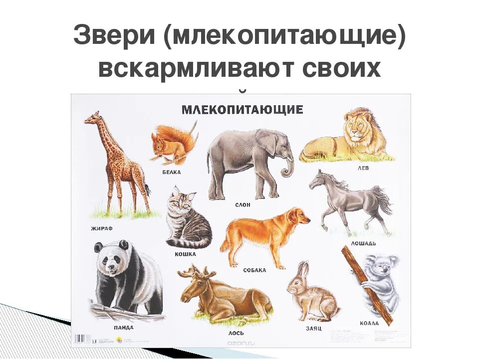 Какие из перечисленных животных являются представителями. Группы млекопитающих. млекопитающие примеры. примеры млекопитающих животных. класс млекопитающие животные.