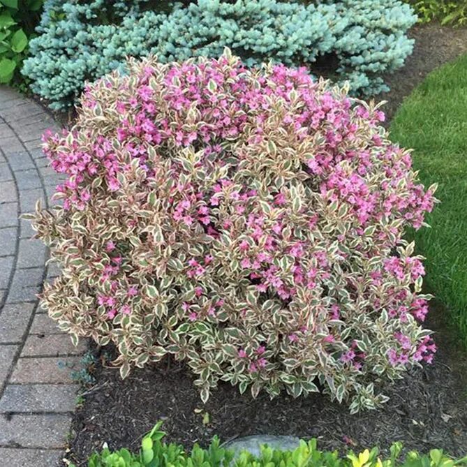 Вейгела Monet. Вейгела капучино. Weigela praecox. Вейгела all Summer Peach.