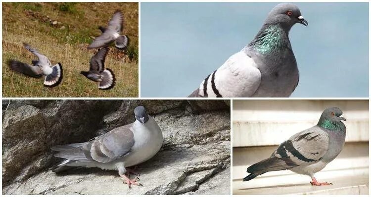 Различие голубей. Голб. Сизый голубь городской. Спаривание голубей. Размножение голубей.