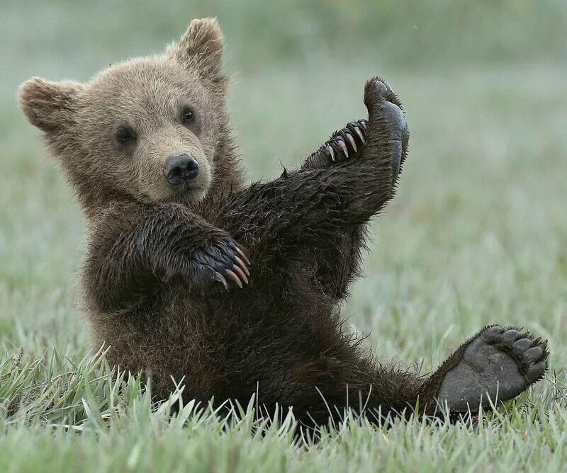 Я медведь настоящий медвежонок или нет. Медвежонок. Бурый Медвежонок. Неуклюжий медведь. Милые медведи.