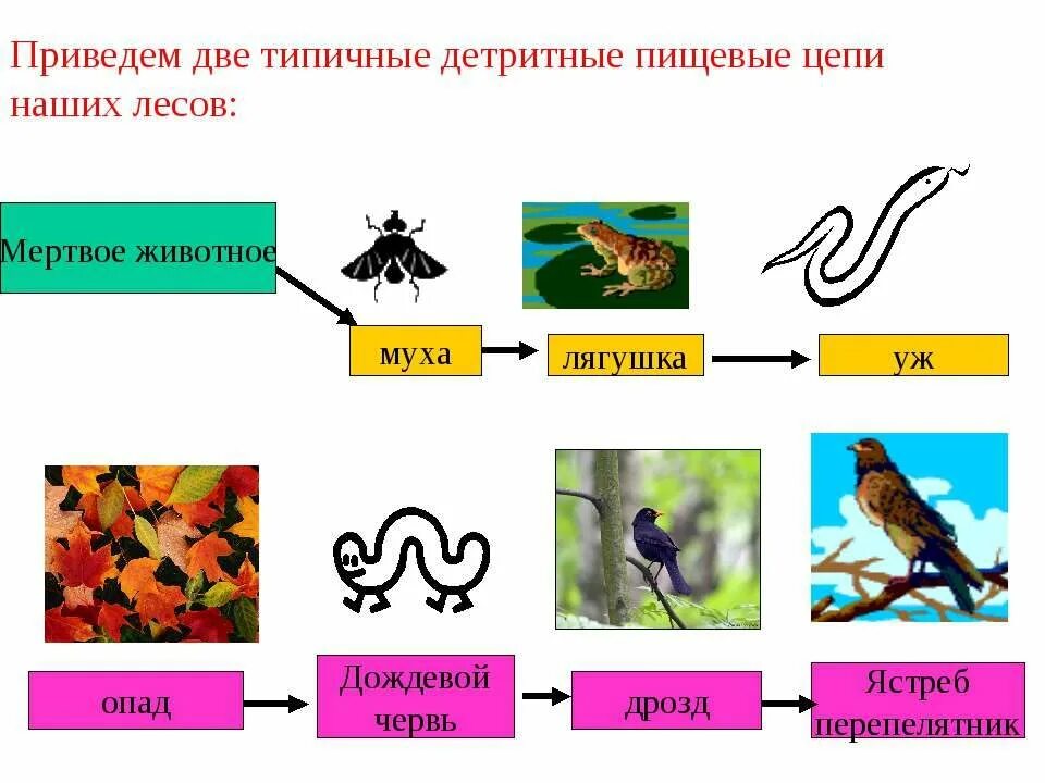 Биология 5 примеров цепей питания. Пищевые Цепочки детритные. Пищевая цепь дитридеая. Детритная трофическая цепь. Детритная цепь это в биологии.